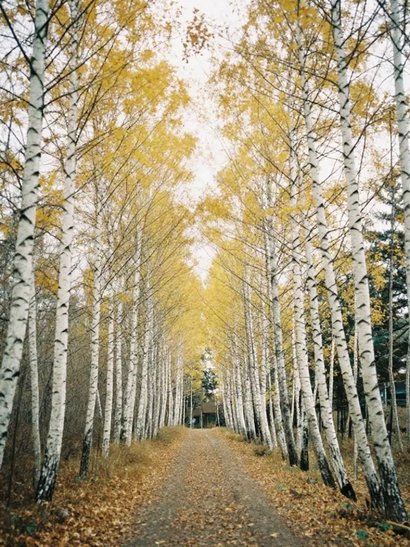 A path through a birch wood in autumn colour