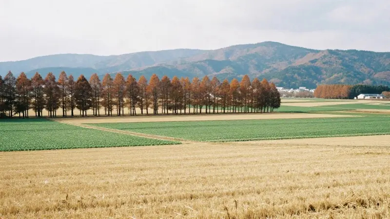 Tokachi fields lined with windbreak trees