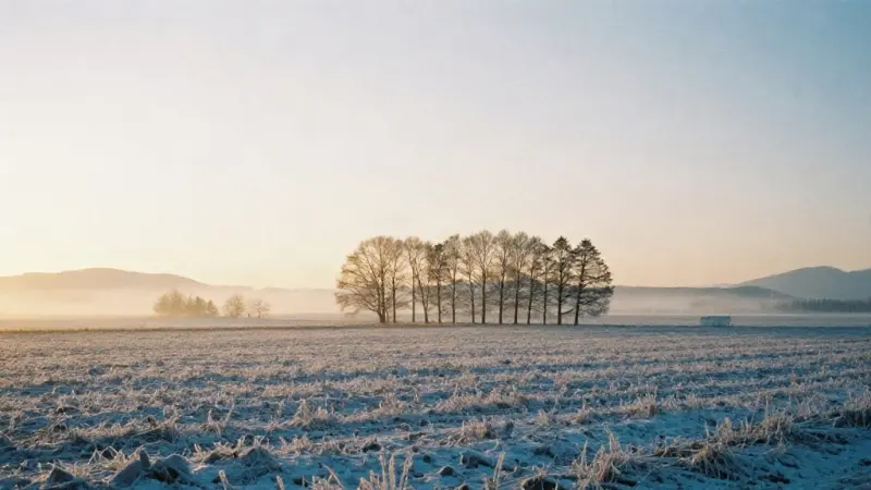 A frosty field in the morning