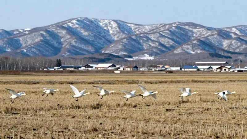 A flock of swans flying over harvested fields